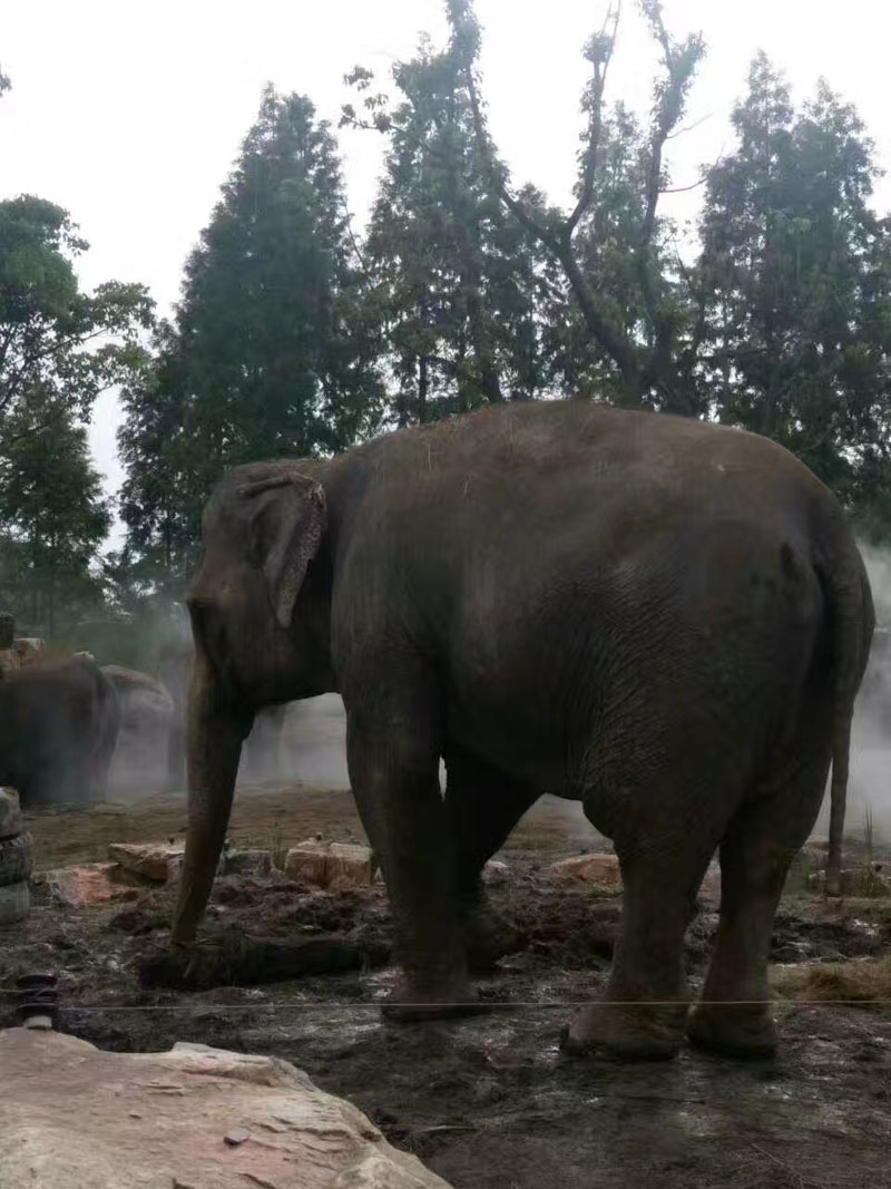上海野生动物园亚洲象馆-喷雾降温